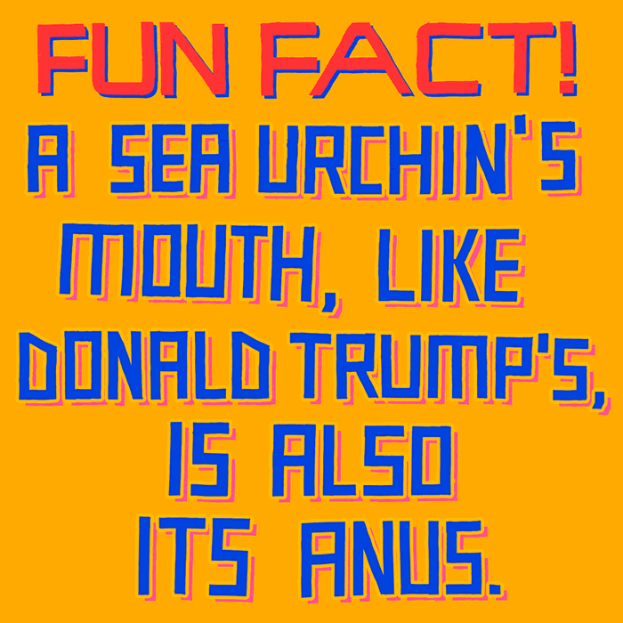 Sea-Urchin-Trump2---1000w copy